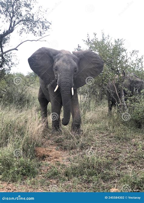 African Elephants Kruger National Park South Africa Stock Photo