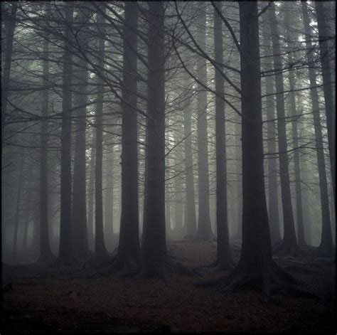 Misty Forest Misty Forest Dark Forest Nature Photography