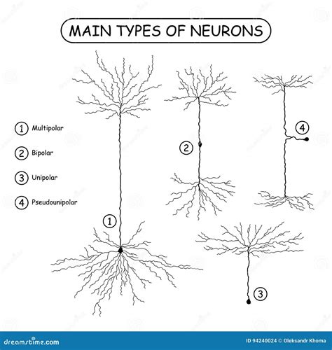 Three Main Types Of Neurons