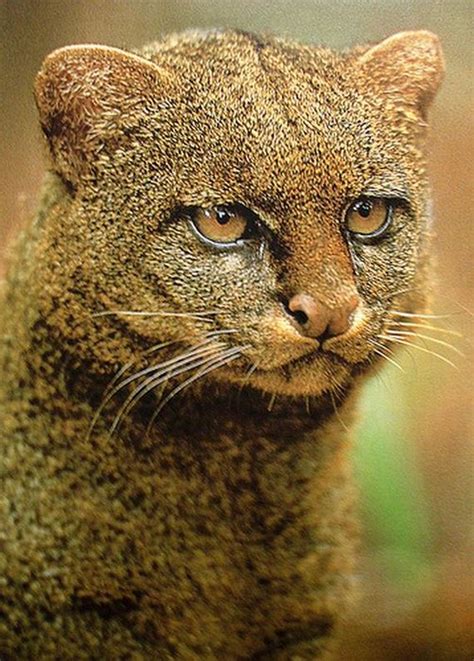 Photos Of Wild Cat Jaguarundi Barnorama