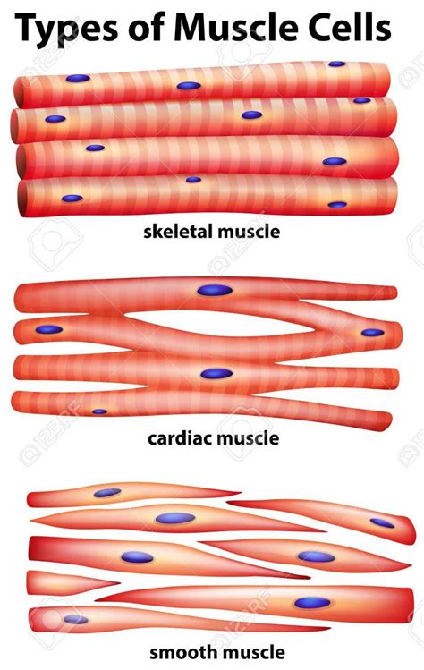 Science Worksheets Science Activities Human Cell Diagram Muscle