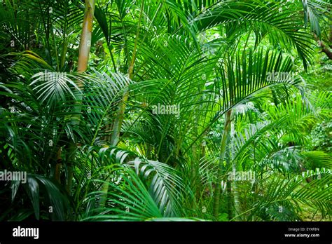 Tropical Lush Green Palm Tree Jungle Background Stock Photo Royalty