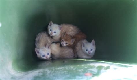5 Kittens Rescued After Being Dumped In Garbage Can In Langley