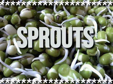 Sprouts Definitionnutrientstypesbenefitshow To Makehow To Eat