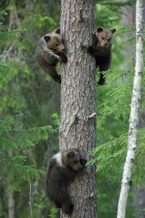 Brown Bear Cubs Climbing Tree Taiga Photograph By David Fettes