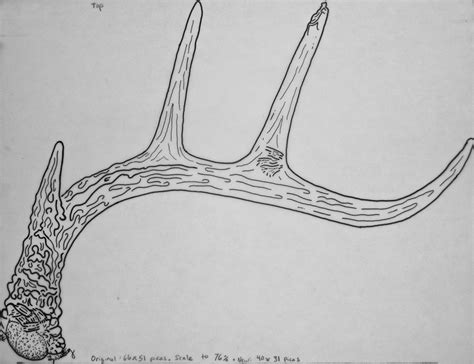Deer Antler Sketch At Explore Collection Of Deer