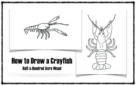 How To Draw A Crawfish Howtova