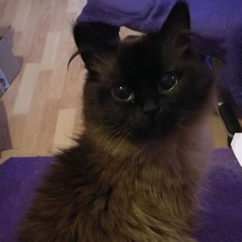 Dafür könnt ihr schon einiges tun, indem ihr eure katze kastrieren lasst. Katze Bailey in Solingen verschwunden - Radio RSG
