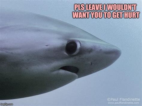 Awkward Shark Imgflip