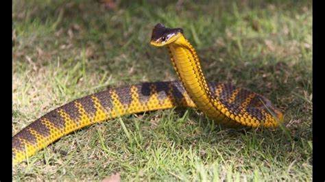 Top 10 Dangerous Snakes Of World Youtube
