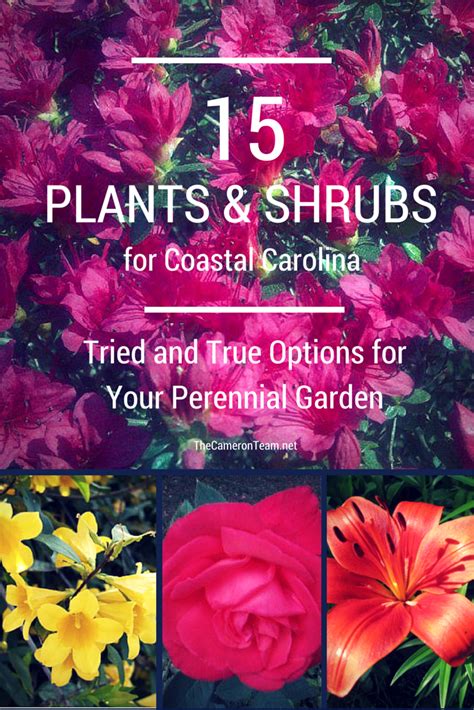 Wildflowers that grow in the desert, for example, probably won't grow in a rain forest, but some wildflowers are ubiquitous. 15 Plants and Shrubs for Coastal Carolina - The Cameron Team