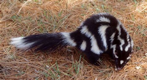 Through that process you should be able to find reliable, ethical breeders or adoption groups. Nj Exotic Pets Skunk
