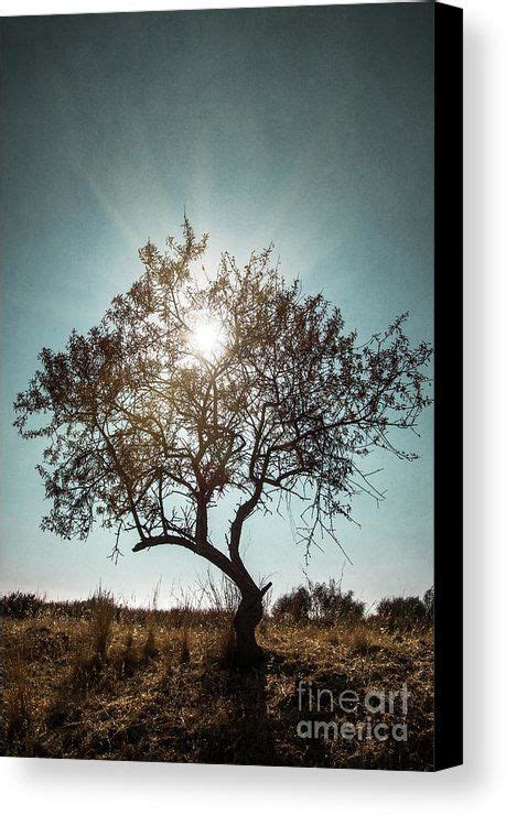 Single Tree Canvas Print Canvas Art By Carlos Caetano Tree Canvas