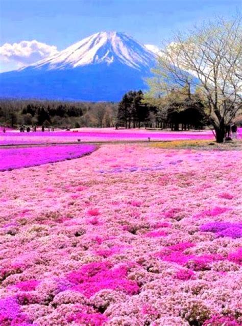 Mount Fuji Japan Fantastic Materials