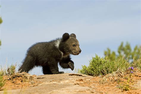Grizzly Bear Cub Photograph By M Watson Fine Art America