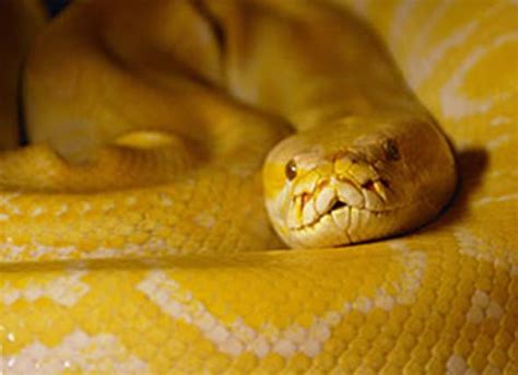 Burmese Python Python Bivittatus Reptile Breed Hypoallergenic Health