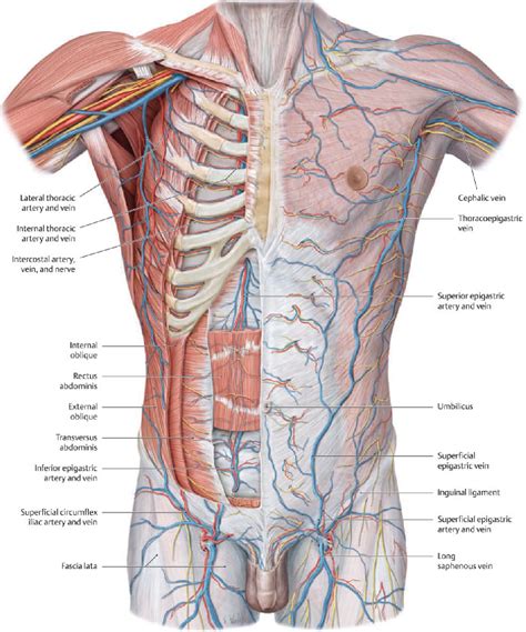 Chest Muscle Anatomy Diagram Frontal View Of Male Chest And Abdominal