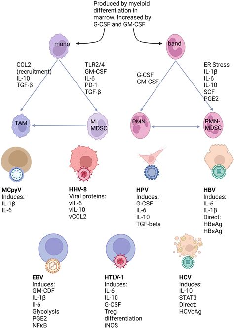 Frontiers Deciphering The Roles Of Myeloid Derived Suppressor Cells