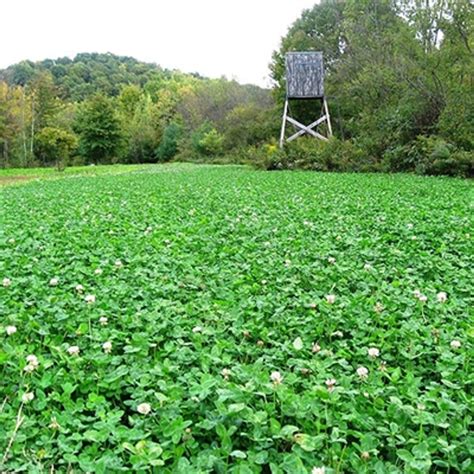 Frontage Clover Blend Perennial Seeds Wildlife Food Plot In Ohio