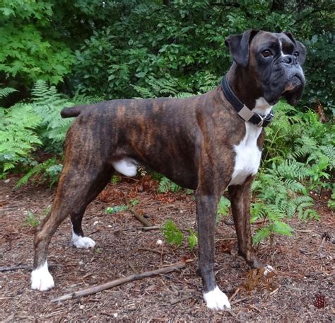 10 Year Old Boxers Boxer Breed Dog Forums