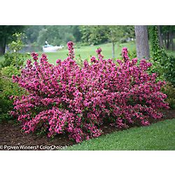 Check spelling or type a new query. Proven Winners PW Weigela Sonic Bloom Pink | The Home ...