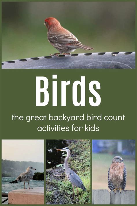 The Great Backyard Bird Count The Educators Spin On It