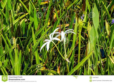 White Swamp Lily Flower In The Swamp Stock Image Image Of Grass