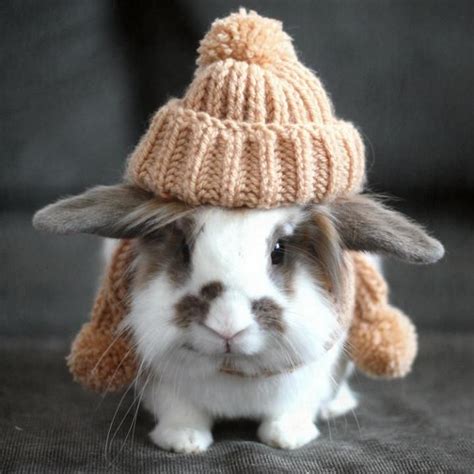 21 Of The Most Adorable Animal Photos Cute Baby Bunnies Top 10