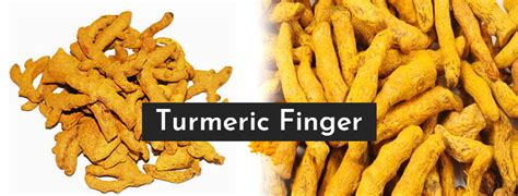 Turmeric Finger Producer Turmeric Finger Exporters Suppliers India