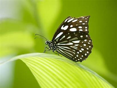 Butterfly Wallpapers Insects Desktop Background Nature Screensaver