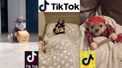Tik Tok Dogs Of Tik Tok Compilations Youtube