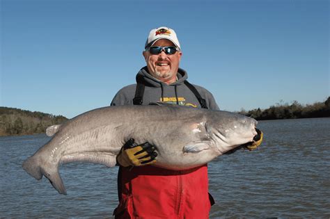 90% of his catches are channel cats and about 10% are blue catfish. Pickwick Reservoir Blue Catfish - In-Fisherman