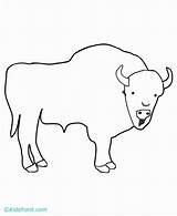 Coloring Buffalo Bison Pages Popular Coloringhome Comments sketch template