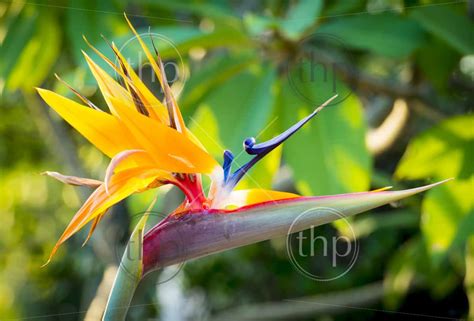 Bird Of Paradise Flower Strelitzia Reginae In Full Bloom