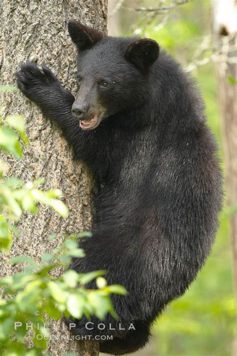 American Black Bear Ursus Americanus Orr Minnesota 18943