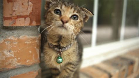 Cute Scottish Fold Kitten The Animal Rescue Site Blog