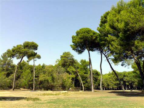 Located in pescara, 2.3 km from pescara beach, terrazze dannunziane provides accommodation with free bikes, free private parking, a shared lounge and a. Pineta Dannunziana - Pescara