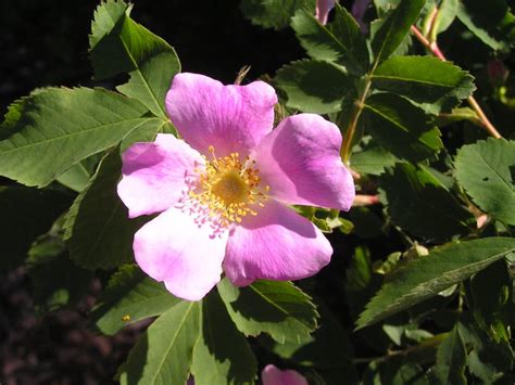 Albertas Flower The Wild Rose Flickr Photo Sharing