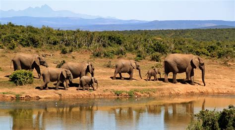 5 Of The Best Countries To Visit For An African Safari