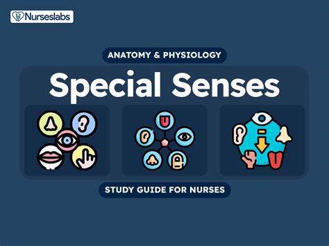 Special Senses Anatomy And Physiology Nurseslabs