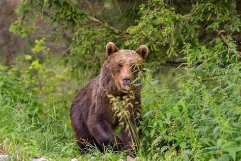 European Brown Bear Ursus Arctos Arctos In Natural Habitat Romania