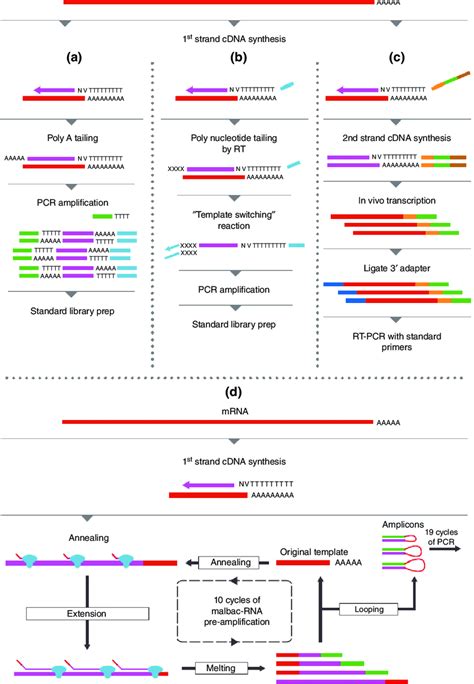 Just like a primer used in sanger sequencing, forward however, the additional bases in the tail will add to the amplified pcr fragment and become part of the priming site. | RNA-Seq of single cells. (a) Reverse transcription with ...