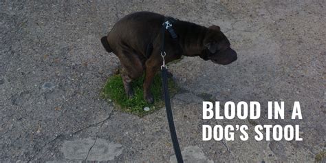 Blood In A Dogs Stools Causes What To Do And Faq