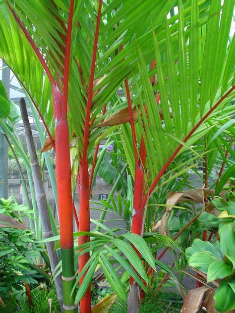 Red Stemmed Palm Garden Tropical Garden Palm