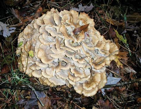 17 Best Edible Mushrooms Found In Iowa Images On Pinterest Edible