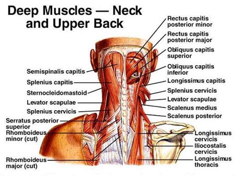 Anatomy of the shoulder muscles explained. Whiplash - a real pain in the neck | Elite Therapy