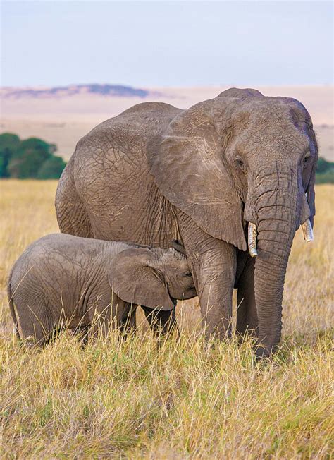 Elephant Mother And Calf 2 Photograph By Mark Coran