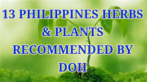 13 Philippines Herbs And Plants Recommended By Doh Youtube
