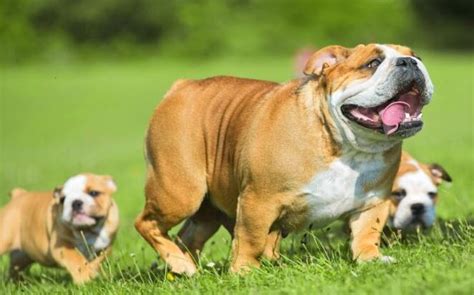 How Much Do English Bulldog Puppies Sell For