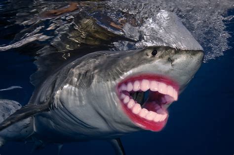 Check spelling or type a new query. 22 Shark With Human Teeth Pictures That Are Just Ridiculous